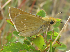 Hesperia leonardus pawnee