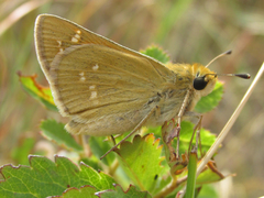 Hesperia leonardus pawnee