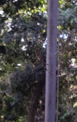 Trichonephila clavipes
