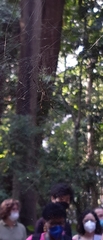 Trichonephila clavipes
