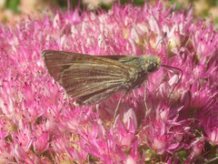 Hesperia leonardus pawnee