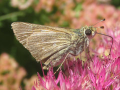 Hesperia leonardus pawnee