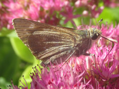 Hesperia leonardus pawnee