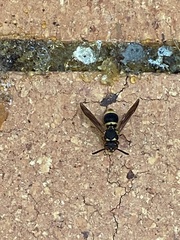 Epsilon chartergiforme