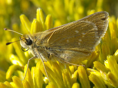 Hesperia leonardus pawnee