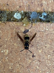 Epsilon chartergiforme