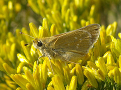 Hesperia leonardus pawnee