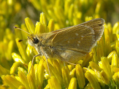 Hesperia leonardus pawnee