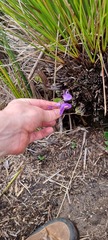 Utricularia reniformis