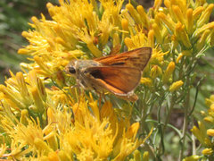 Hesperia leonardus pawnee