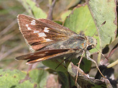 Hesperia leonardus pawnee
