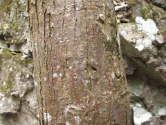 Picrasma quassioides