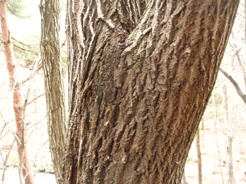 Berchemiella berchemiifolia iNat (1)