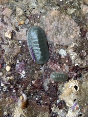 Tripoplax regularis