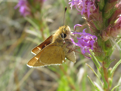 Hesperia leonardus pawnee