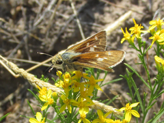 Hesperia leonardus pawnee