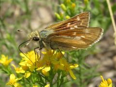 Hesperia leonardus pawnee