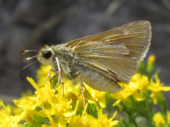Hesperia leonardus pawnee