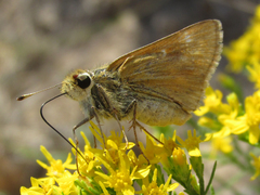 Hesperia leonardus pawnee