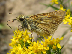 Hesperia leonardus pawnee