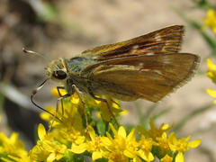 Hesperia leonardus pawnee