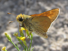 Hesperia leonardus pawnee