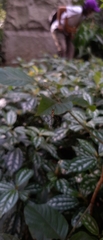 Trichonephila clavipes