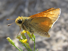 Hesperia leonardus pawnee