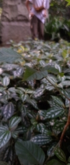 Trichonephila clavipes