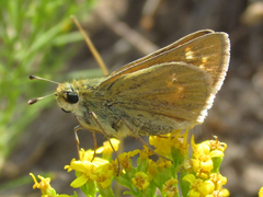 Hesperia leonardus pawnee
