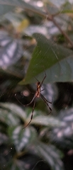 Trichonephila clavipes