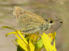 Hesperia leonardus pawnee