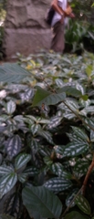 Trichonephila clavipes