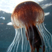 Australian Sea Nettle - Photo (c) seaborn, some rights reserved (CC BY-NC)