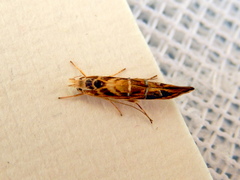 Trachydora chrysodoxa