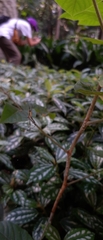Trichonephila clavipes