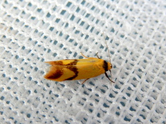 Plectobela ecliptica