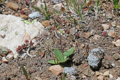 Micranthes rhomboidea