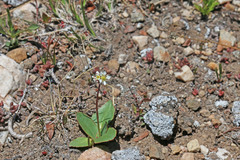 Micranthes rhomboidea