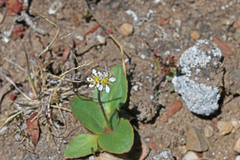 Micranthes rhomboidea