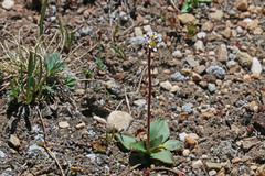 Micranthes rhomboidea