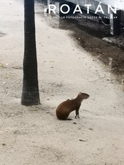 Dasyprocta ruatanica