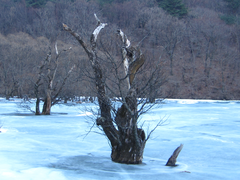 Salix chaenomeloides