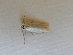 Scieropepla polyxesta