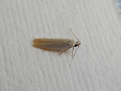 Scieropepla polyxesta