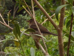 Turdus subalaris
