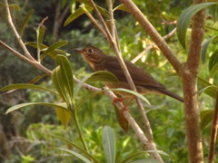 Turdus subalaris