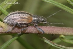 Naupactus verecundus