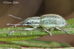 Naupactus auripes
