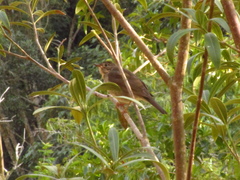 Turdus subalaris